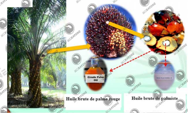 Marché de consommation de l’huile de palmiste