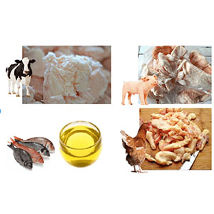 Procédé de production d’huile animale