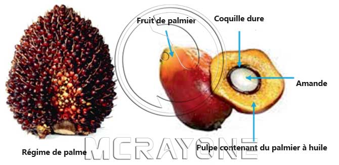 Quelle est la différence entre l’huile de palme et l’huile de palmiste ?