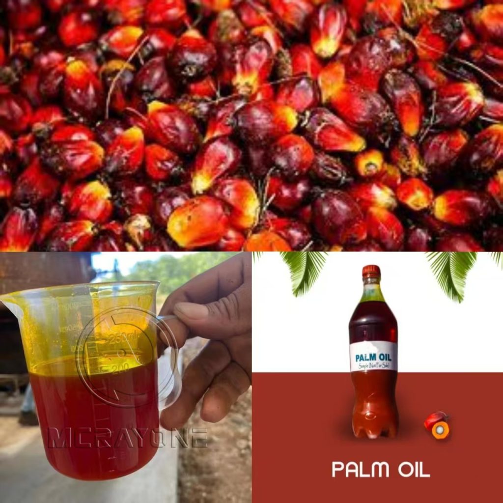 Proceso de producción del aceite de palma