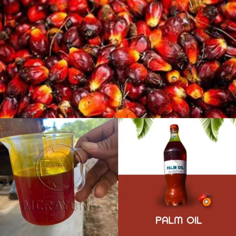 Proceso de producción del aceite de palma