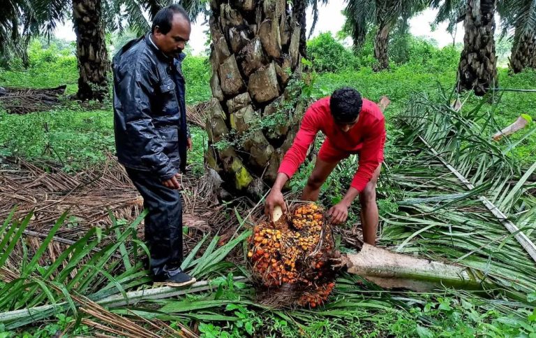Faible demande hivernale et concurrence des huiles végétales : les importations indiennes d’huile de palme atteignent leur plus bas niveau en huit mois