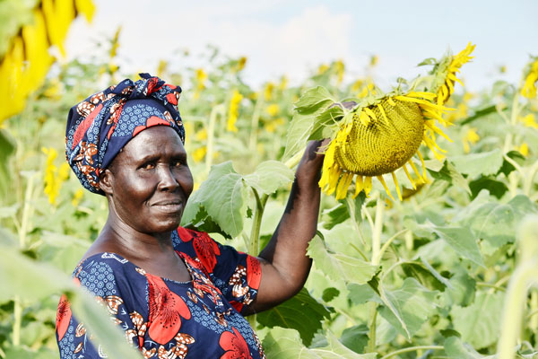 Essor des oléagineux : un atout majeur pour la production d’huiles comestibles en Ouganda